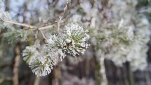 Zimowy Krajobraz Pokrytymi Śniegiem Drzewami — Wideo stockowe