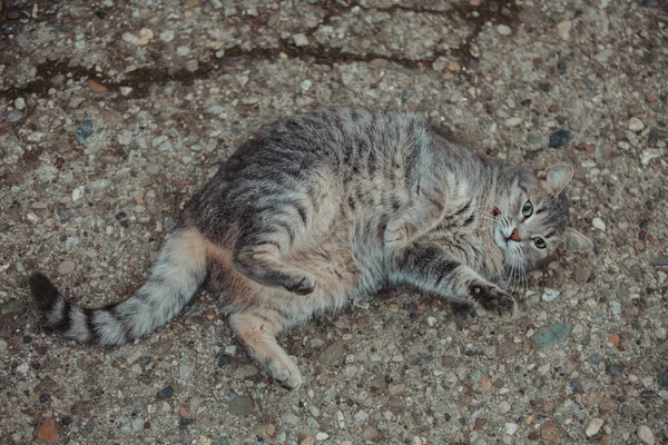 Ένα Επιλεκτικό Πλάνο Εστίασης Μιας Γάτας Ξαπλωμένης Μια Πέτρινη Επιφάνεια — Φωτογραφία Αρχείου