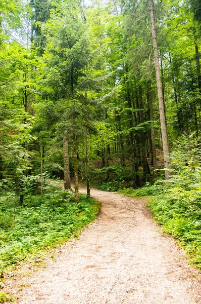 Plan Vertical Sentier Travers Forêt Par Une Journée Ensoleillée — Photo