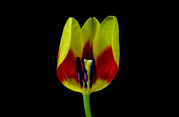 Eine Nahaufnahme Einer Tulpe Isoliert Auf Schwarzem Hintergrund — Stockfoto