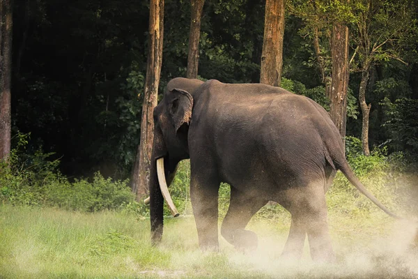 Nahaufnahme Eines Elefanten Der Natur — Stockfoto