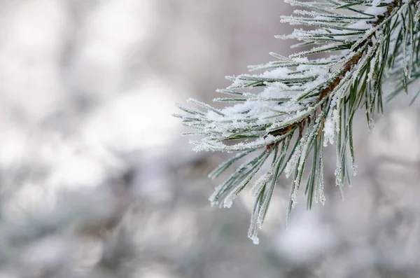 雪に覆われた針の葉を持つ針葉樹の木の枝のクローズアップショット — ストック写真