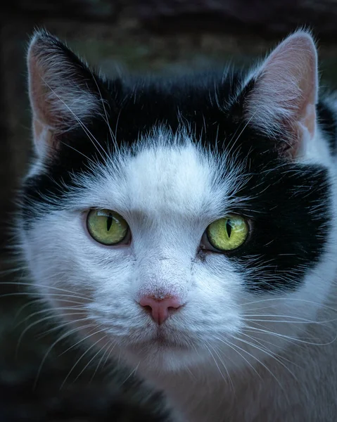 Bulanık Bir Arka Planda Çok Renkli Huysuz Bir Kedinin Ağızlık — Stok fotoğraf