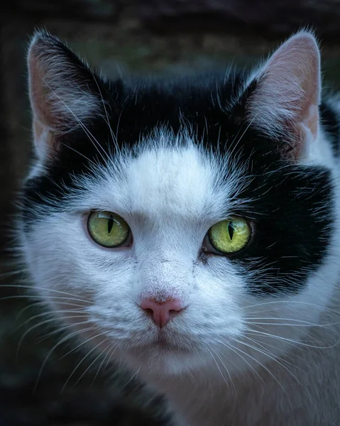 Die Schnauze Einer Bunten Mürrischen Katze Auf Verschwommenem Hintergrund — Stockfoto