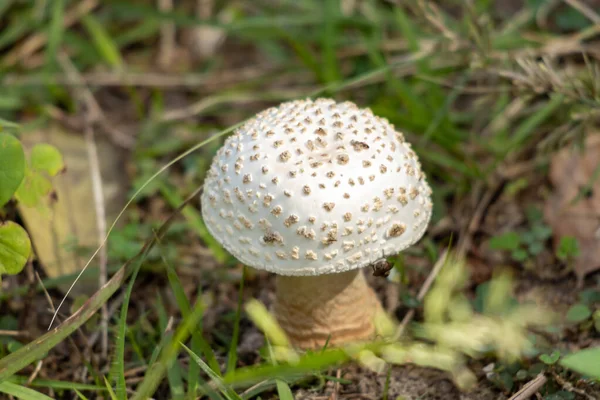 Tiro Seletivo Foco Cogumelo Crescente Parasol Uma Floresta — Fotografia de Stock