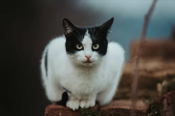 一只漂亮的黑白相间的猫在石头表面的选择性镜头 — 图库照片