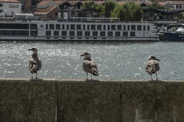 Plano Panorámico Tres Gaviotas Tomando Sol Frente Río — Foto de Stock