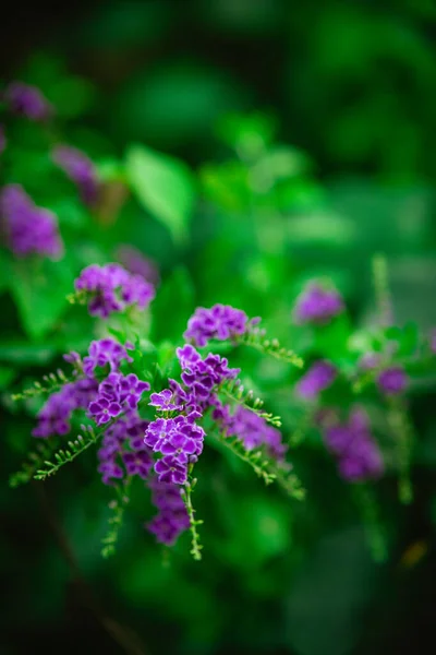 Tiro Vertical Flores Eretas Duranta Roxo Fundo Embaçado — Fotografia de Stock