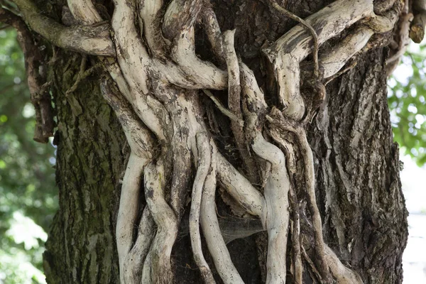 Tiro Close Ramos Árvores Torcidas Estruturadas — Fotografia de Stock