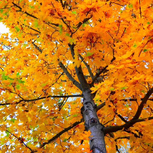 Eine Flache Aufnahme Eines Baumes Mit Gelben Blättern — Stockfoto