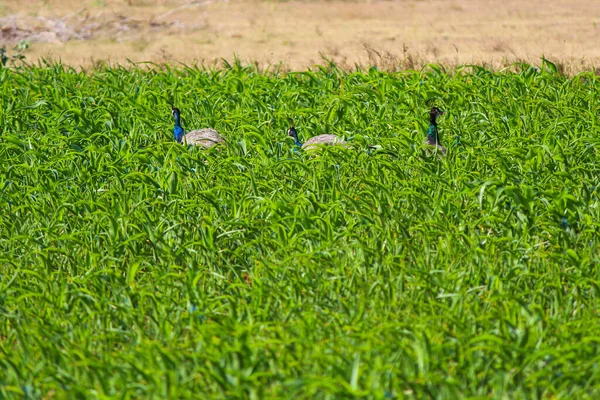 Eine Schöne Aufnahme Von Drei Pfauen Die Auf Einem Feld — Stockfoto