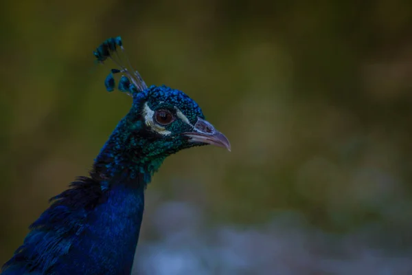 Sebuah Gambar Closeup Dari Merak Kebun Binatang — Stok Foto