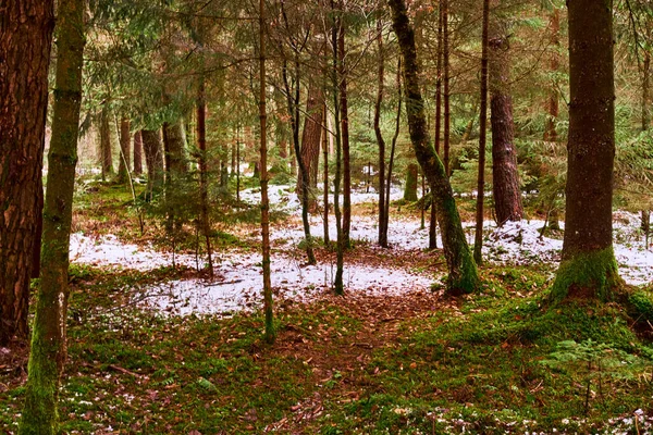 Der Schnee Schmilzt Dichten Wald Moosiger Bäume Frühjahr — Stockfoto