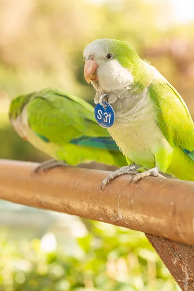 A vertical closeup of a green-colored Monk Parakeets sitting on a branch during the daytime