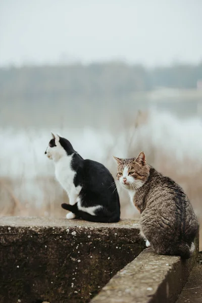 Une Mise Point Sélective Beaux Chats Sur Une Surface Pierre — Photo