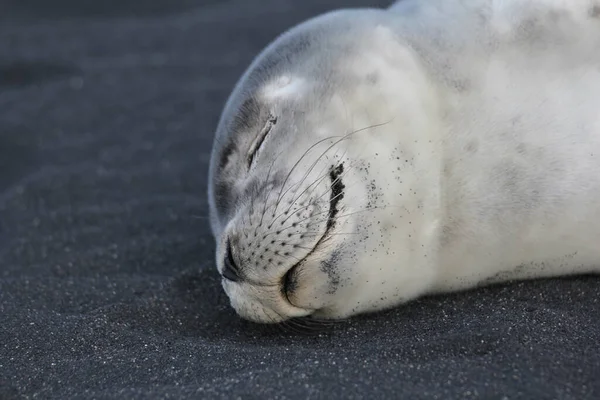 Eine Schlafende Robbe Schwarzen Strand Von Jokulsarlon Island — Stockfoto