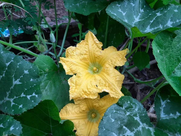 Närbild Ovanifrån Blommande Pumpa Blommor Med Färska Blad Trädgård — Stockfoto