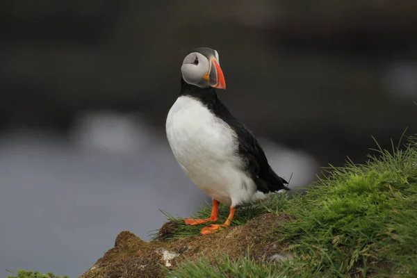 Selective Focus Shot Puffin Iceland — Stock Photo, Image