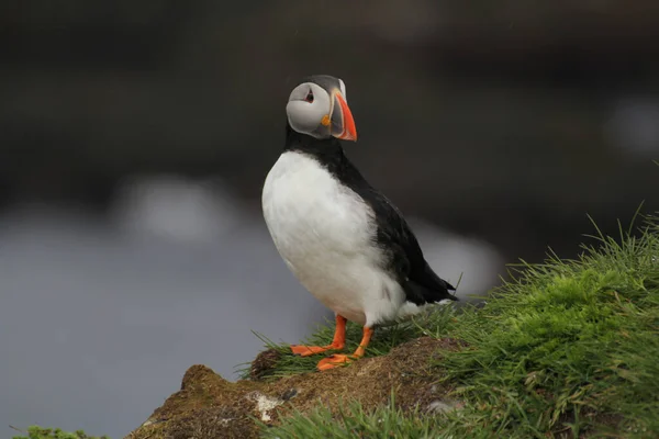 Een Selectieve Focusshot Van Een Papegaaiduiker Ijsland — Stockfoto