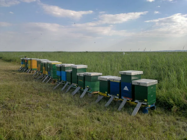 Beehives Field Producing Eadow Honey — Stock Photo, Image