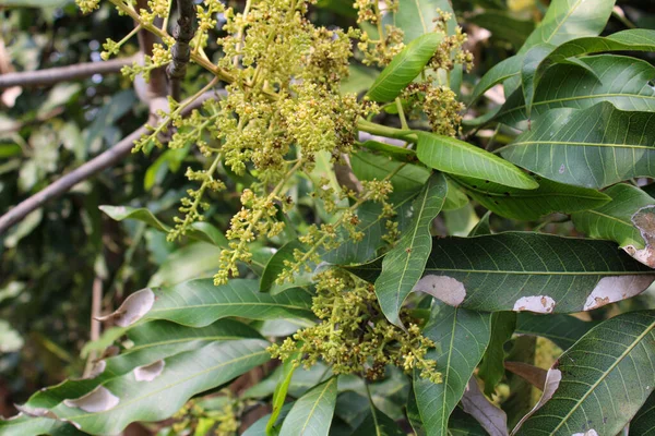 Closeup Shot Flowers Mango Tree — Stock Photo, Image