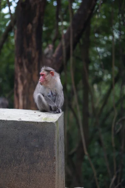 Ein Niedlicher Kleiner Entzückender Makakenaffe Zoo — Stockfoto