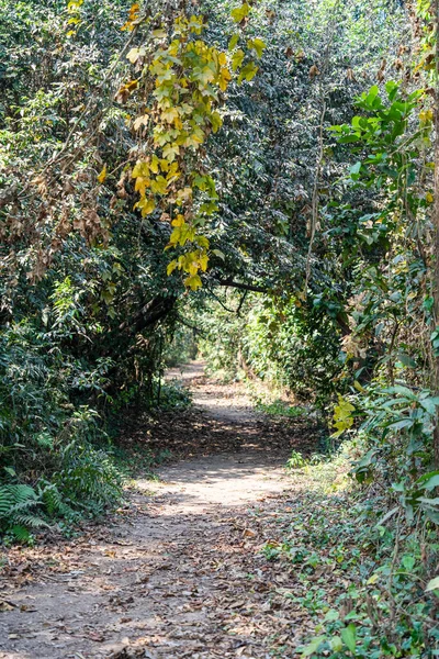 Vertikální Záběr Venkovské Pěšiny Procházející Tunelem Hustých Podzimních Stromů — Stock fotografie