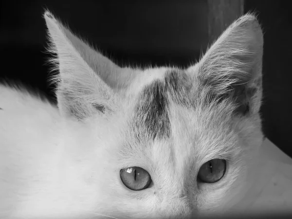 Grayscale Shot White Cat — Stock Photo, Image