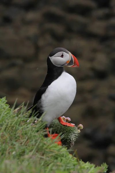 Vertical Shot Puffin Iceland — Stock Photo, Image