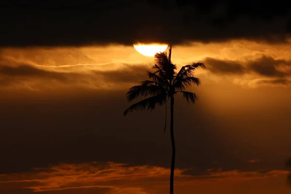 美しい夕日を背景にヤシの木の美しいショット — ストック写真