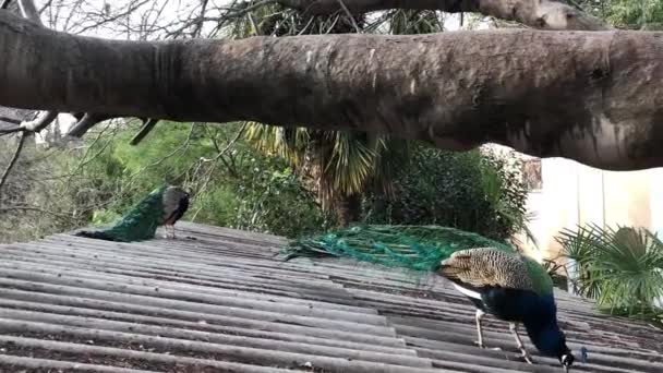 Красиві Птахи Ходять Даху — стокове відео