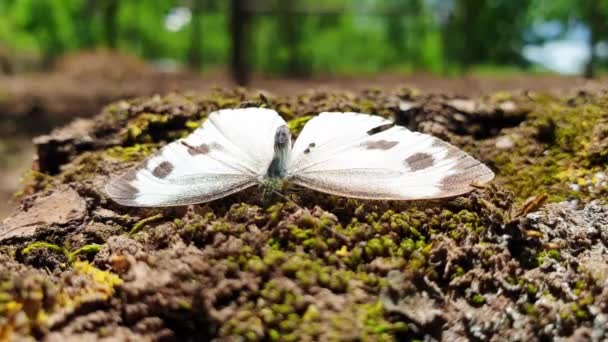 蝴蝶落在草地上 — 图库视频影像