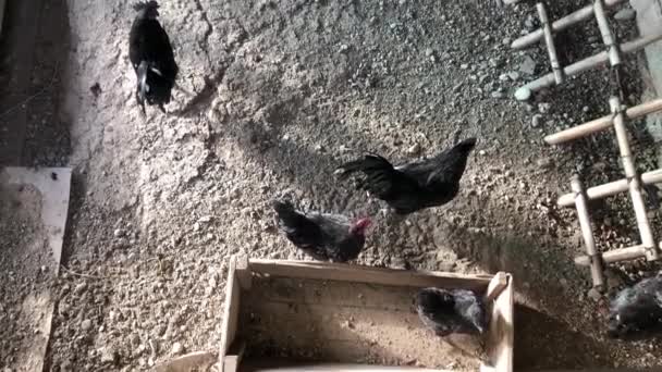 Black Chickens Rooming Hencoop — Stockvideo