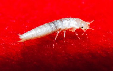 A closeup shot of a small, primitive, wingless insect silverfish on the red background clipart