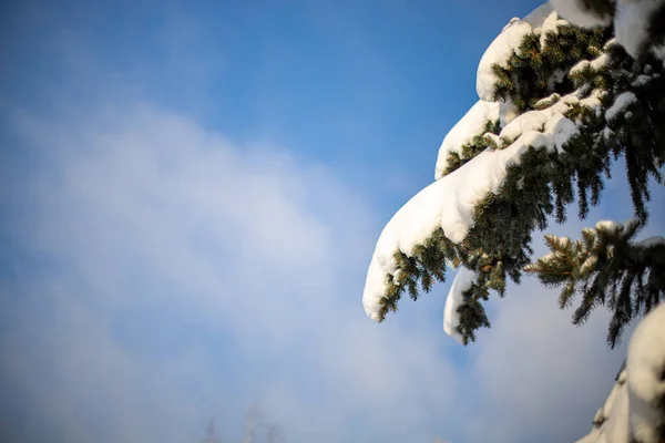 Die Nadeln Einer Tanne Mit Schnee Bedeckt Auf Dem Hintergrund — Stockfoto