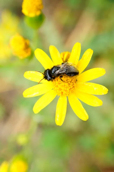 Bir Çiçeğin Üzerinde Oturan Nektar Toplayan Bir Arının Seçici Odak — Stok fotoğraf