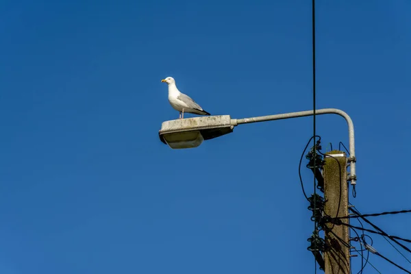 Gull Perched Electric Pylon — Stock Photo, Image