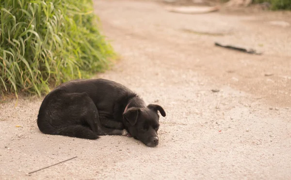 Бродячая Собака Отдыхает Улице — стоковое фото