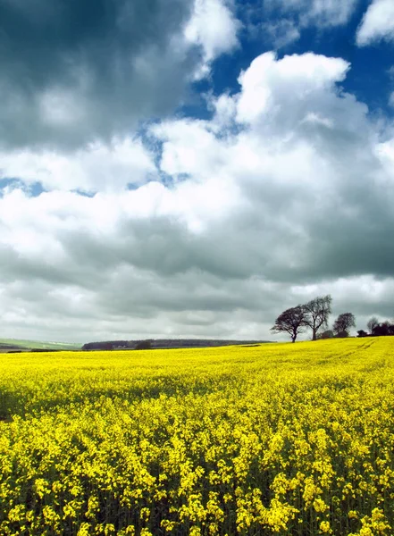 Bulutlu Gökyüzünün Altında Sarı Çiçekli Bir Tarlanın Dikey Görüntüsü — Stok fotoğraf