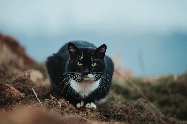 Eine Selektive Fokusaufnahme Einer Schönen Schwarz Weißen Katze — Stockfoto