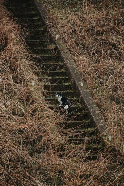 Vertikal Bild Katt Som Klättrar Uppför Stentrappan — Stockfoto