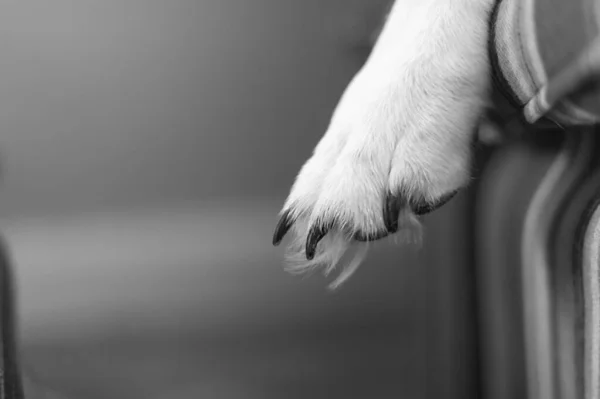 Сірий Знімок Лапи Собаки Розмитому Тлі — стокове фото