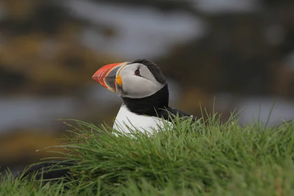 Selective Focus Shot Puffin Iceland — Stock Photo, Image