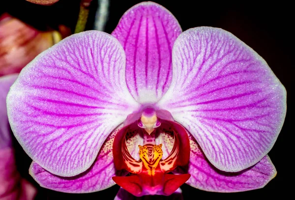 Närbild Blommande Rosa Phalaenopsis Orkidé — Stockfoto