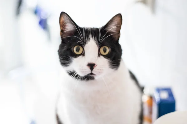 Gatto Bianco Nero Che Fissa Macchina Fotografica — Foto Stock