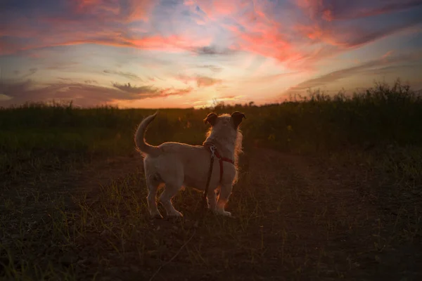 夕阳西下时在田里拍的一张漂亮的小狗照片 — 图库照片
