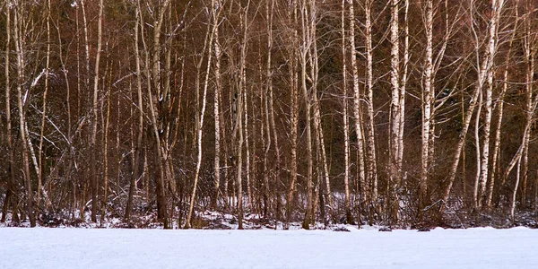 Καταπράσινο Δάσος Μετά Δροσερή Χιονόπτωση Χιονισμένα Δέντρα — Φωτογραφία Αρχείου