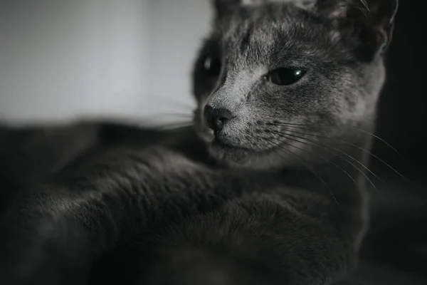 Una Messa Fuoco Selettiva Bel Gatto Grigio — Foto Stock