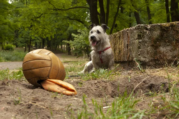 Primer Plano Lindo Cachorro Parque Con Una Pelota —  Fotos de Stock