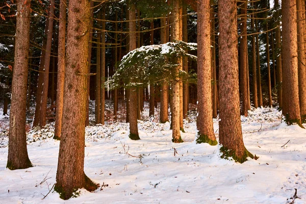 Den Vintergröna Skogen Efter Det Färska Snöfallet Med Snötäckta Träd — Stockfoto